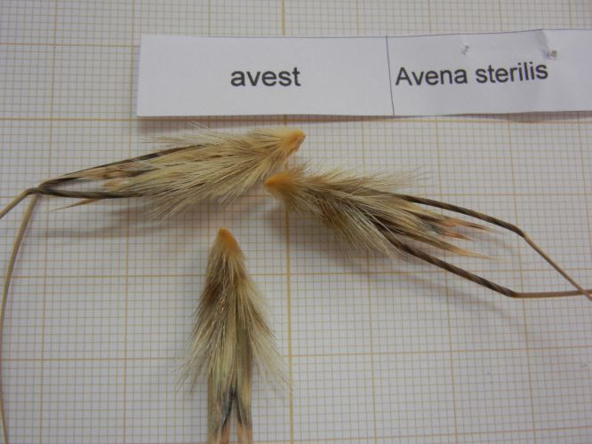 Avena loca (Avena sterilis)