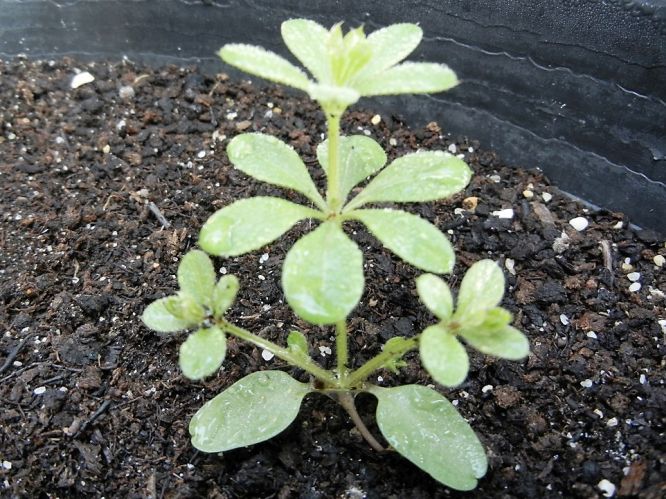 Lapa (Galium aparine)