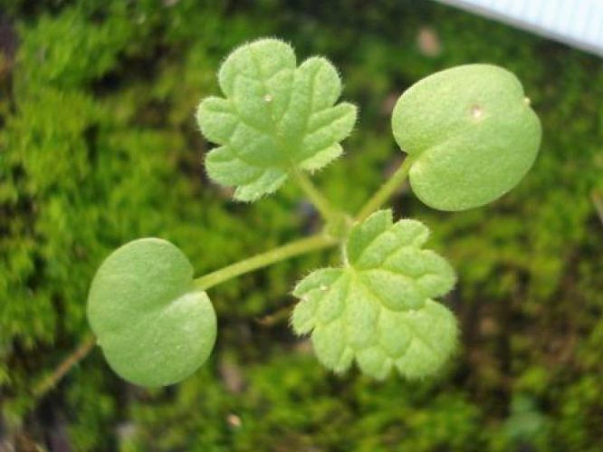 Ortiga muerta (Lamium amplexicaule)