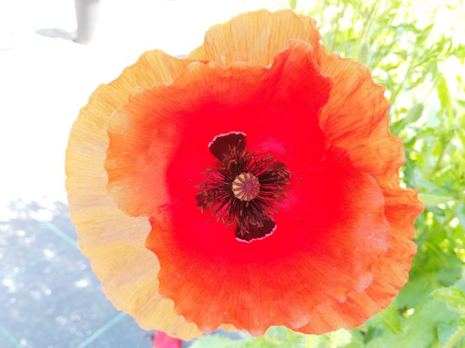 Amapola (Papaver rhoeas)