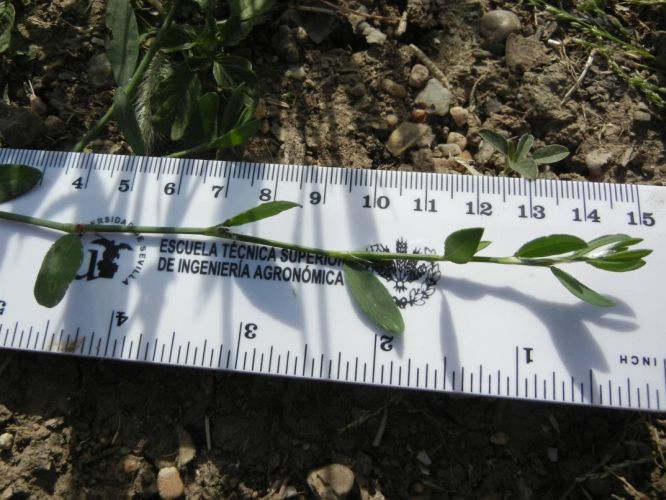 Ciennudos (Polygonum aviculare)