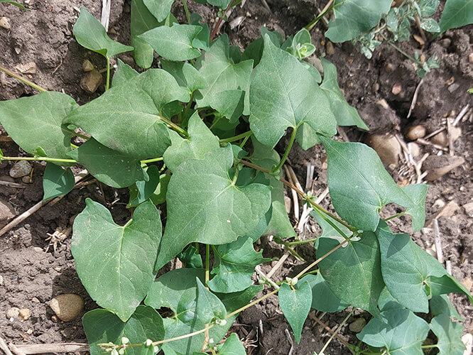 Albohol, polígono trepador (Polygonum convolvulus)