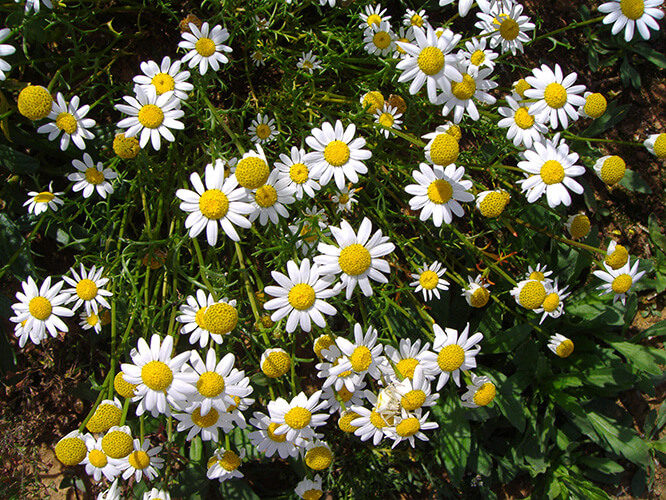 Margaritas (Matricaria chamomila)