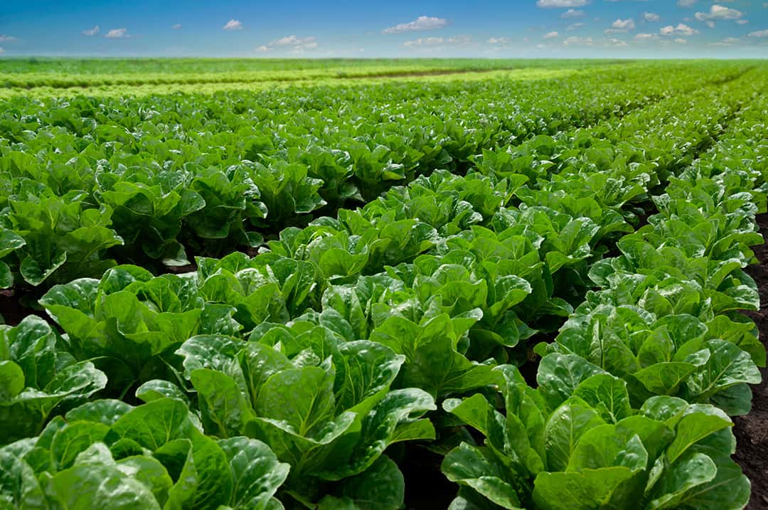 Control de malas hierbas en lechuga
